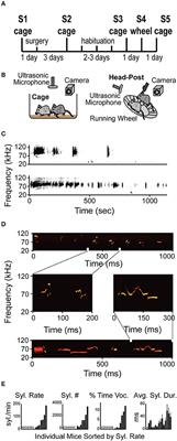 Social Ultrasonic Vocalization in Awake Head-Restrained Mouse